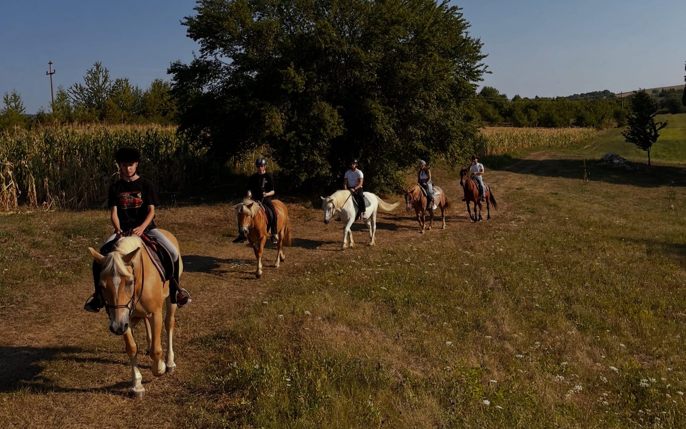 Jahači na konjima na stazi kroz polje
